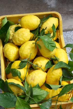 Amalfi Lemons