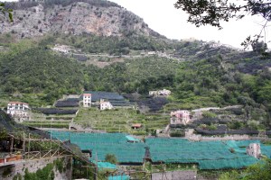 Valley of the Mills Lemon Farms